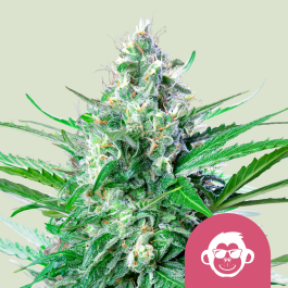 RQSFEM005076 - ROYAL QUEEN SEEDS - GRAPE APE FEM (USA PREMIUM) | 5 SEMI