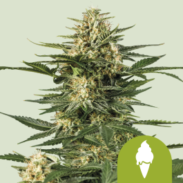 RQSAUT025052 - ROYAL QUEEN SEEDS - GREEN GELATO AUTOMATIC (USA PREMIUM) | 25 SEMI