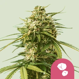 RQSFEMGHS005 - ROYAL QUEEN SEEDS - GUSHERS FEM (USA PREMIUM) | 5 GRAINES