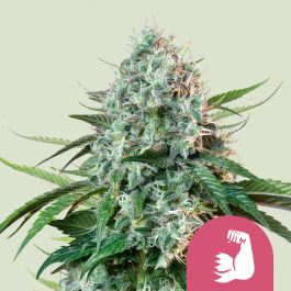 RQSFEM01039 - ROYAL QUEEN SEEDS - HULKBERRY FEM (USA PREMIUM) | 1 SEME