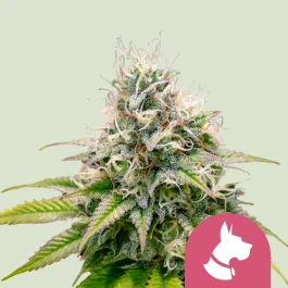 RQSFEM03019 - ROYAL QUEEN SEEDS - KALI DOG FEM | 3 GRAINES