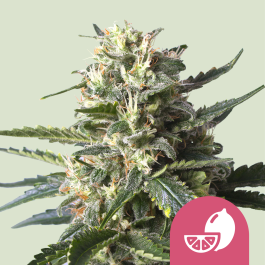 RQSFEM03032 - ROYAL QUEEN SEEDS - LEMON SHINING SILVER HAZE | 3 SEMI