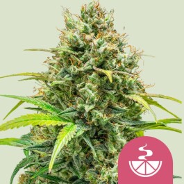 RQSFEM001098 - ROYAL QUEEN SEEDS - LEMON SKUNK FEM | 1 SEME