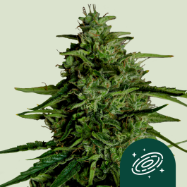 RQSF1AUT005067 - ROYAL QUEEN SEEDS - MILKY WAY F1 AUTOFLOWERING | 5 SEMI