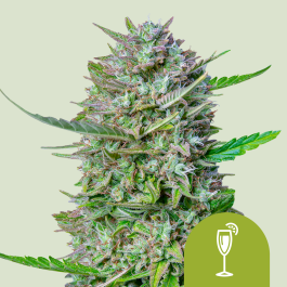 RQSAUT05031 - ROYAL QUEEN SEEDS - MIMOSA AUTOMATIC FEM (USA PREMIUM) | 5 SEMI