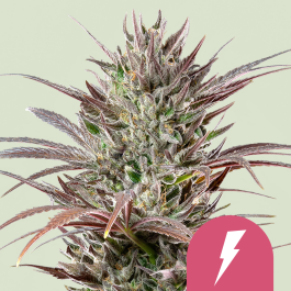 RQSFEM10045 - ROYAL QUEEN SEEDS - NORTH THUNDERFUCK FEM (USA PREMIUM) | 10 SEMI