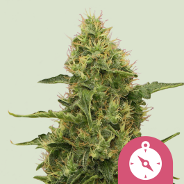 RQSFEM05008 - ROYAL QUEEN SEEDS - NORTHERN LIGHT FEM | 5 SEMI