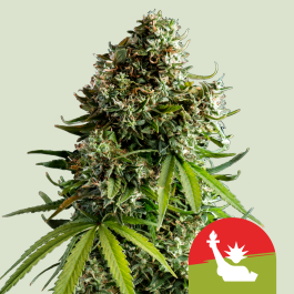 RQSAUT003087 - ROYAL QUEEN SEEDS - NYC SOUR D AUTO FEM (TYSON SEEDS) | 3 SEMI