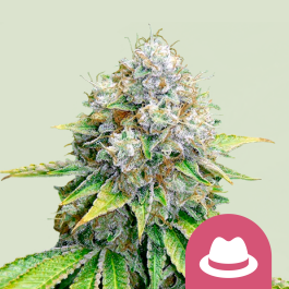RQSFEM03017 - ROYAL QUEEN SEEDS - OG KUSH FEM | 3 SEMI