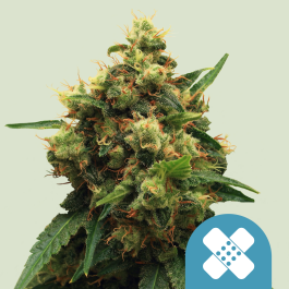 RQSCBD05006 - ROYAL QUEEN SEEDS - PAINKILLER XL CBD FEM | 5 SEMI
