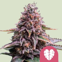 RQSFEM003095 - ROYAL QUEEN SEEDS - PINK MIST FEM | 3 SEMI