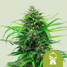 RQSAUT005079 - ROYAL QUEEN SEEDS - PINK RUNTZ AUTO FEM (USA PREMIUM) | 5 SEMI