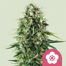 RQSFEM10004 - ROYAL QUEEN SEEDS - POWER FLOWER FEM | 10 GRAINES