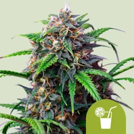 RQSAUT003099 - ROYAL QUEEN SEEDS - PURPLE LEMONADE AUTO FEM | 3 SAMEN