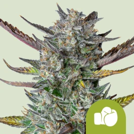 RQSAUT10032 - ROYAL QUEEN SEEDS - PURPLE PUNCH AUTOMATIC FEM (USA PREMIUM) | 10 GRAINES