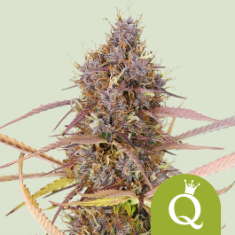 RQSAUT05053 - ROYAL QUEEN SEEDS - PURPLE QUEEN AUTOMATIC (USA PREMIUM) | 5 SEMI