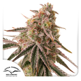 DP14832 - DUTCH PASSION - FROZEN BISCOTTI FEM | 3 SEMI