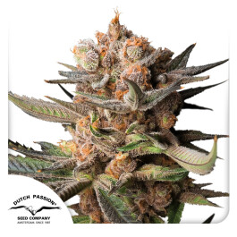 DP14932 - DUTCH PASSION -  AUTO FROZEN BISCOTTI FEM | 3 SEMI