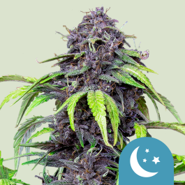 RQSCBD01057 - ROYAL QUEEN SEEDS - PURPLEMATIC CBD AUTO FEM | 1 SEME