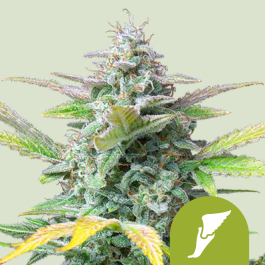 RQSAUT025003 - ROYAL QUEEN SEEDS - QUICK ONE AUTO FEM | 25 SEMI