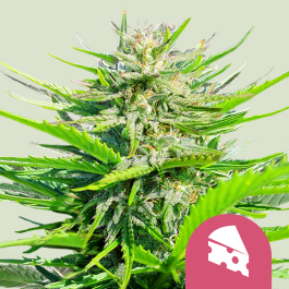 RQSFEM03015 - ROYAL QUEEN SEEDS - ROYAL CHEESE FAST FLOWERING FEM | 3 SEMI