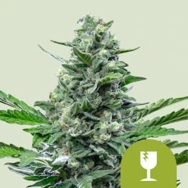 RQSAUT01005 - ROYAL QUEEN SEEDS - ROYAL CRITICAL AUTOMATIC FEM | 1 SEMILLA