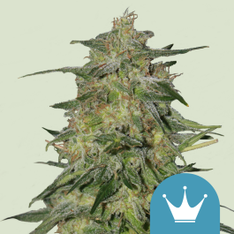 RQSCBD01002 - ROYAL QUEEN SEEDS - ROYAL HIGHNESS CBD FEM | 1 SEME