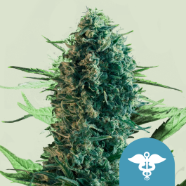 RQSCBD10003 - ROYAL QUEEN SEEDS - ROYAL MEDIC CBD FEM | 10 SEMI