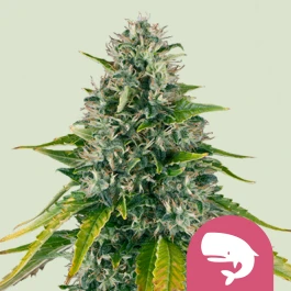 RQSFEM05016 - ROYAL QUEEN SEEDS - ROYAL MOBY FEM | 5 GRAINES