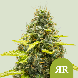 RQSAUT005062 - ROYAL QUEEN SEEDS - ROYAL RUNTZ AUTOMATIC FEM (USA PREMIUM) | 5 SEMI