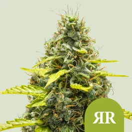 RQSAUT005062 - ROYAL QUEEN SEEDS - ROYAL RUNTZ AUTOMATIC FEM (USA PREMIUM) | 5 SEMI