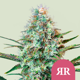 RQSFEM010053 - ROYAL QUEEN SEEDS - ROYAL RUNTZ FEM (USA PREMIUM) | 10 SEMI