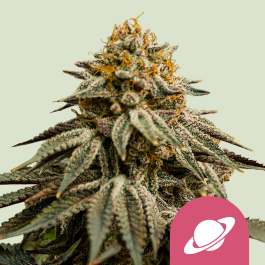 RQSFEM005064 - ROYAL QUEEN SEEDS - ROYAL SKYWALKER FEM (USA PREMIUM) | 5 SEMI