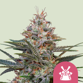 RQSFEM10048 - ROYAL QUEEN SEEDS - SHOGUN FEM | 10 SEMI