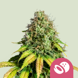 RQSFEM01027 - ROYAL QUEEN SEEDS - SOMANGO XL FEM | 1 SEME