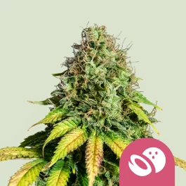 RQSFEM03027 - ROYAL QUEEN SEEDS - SOMANGO XL FEM | 3 SEEDS