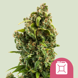RQSFEM03021 - ROYAL QUEEN SEEDS - SOUR DIESEL FEM | 3 SEMI