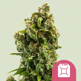 RQSFEM10021 - ROYAL QUEEN SEEDS - SOUR DIESEL FEM | 10 SEEDS