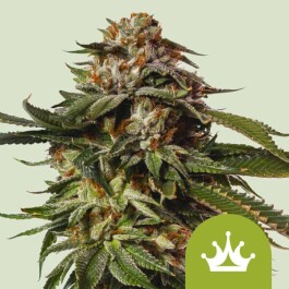 RQSAUT001102 - ROYAL QUEEN SEEDS - SPECIAL QUEEN 1 AUTO FEM | 1 SEME
