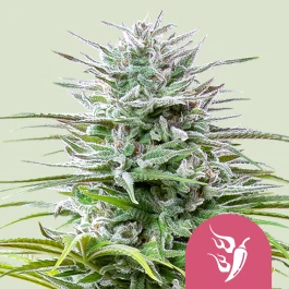 RQSFEM03029 - ROYAL QUEEN SEEDS - SPEEDY CHILE FAST FLOWERING FEM | 3 SEMI
