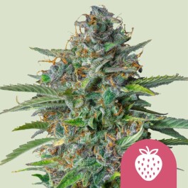 RQSFEM010091 - ROYAL QUEEN SEEDS - STRAWBERRY COUGH FEM | 10 SEMI