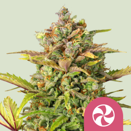 RQSFEM10042 - ROYAL QUEEN SEEDS - SWEET ZZ FEM (USA PREMIUM) | 10 SEMI