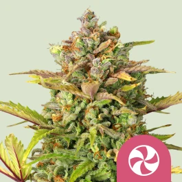 RQSFEM10042 - ROYAL QUEEN SEEDS - SWEET ZZ FEM (USA PREMIUM) | 10 GRAINES
