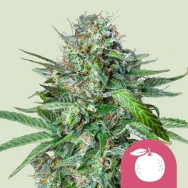 RQSFEM003090 - ROYAL QUEEN SEEDS - TANGIE FEM | 3 SEMI