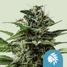 RQSCBD10056 - ROYAL QUEEN SEEDS - TATANKA PURE CBD FEM | 10 SEMI