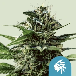 RQSCBD03056 - ROYAL QUEEN SEEDS - TATANKA PURE CBD FEM | 3 SEMI