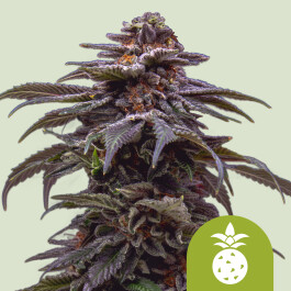RQSAUT003101 - ROYAL QUEEN SEEDS - TROPICANA COOKIES PURPLE AUTO FEM | 3 SEMI