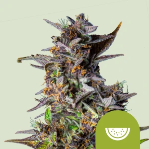 RQSAUT03028 - ROYAL QUEEN SEEDS - WATERMELON AUTOMATIC FEM (USA PREMIUM) | 3 SEMI