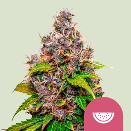 RQSFEM003066 - ROYAL QUEEN SEEDS - WATERMELON FEM (USA PREMIUM) | 3 SEEDS