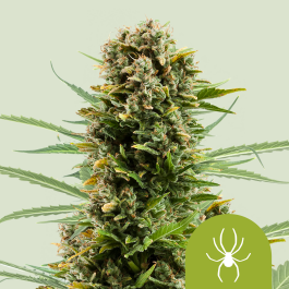 RQSAUT10014 - ROYAL QUEEN SEEDS - WHITE WIDOW AUTOMATIC FEM | 10 SEMI